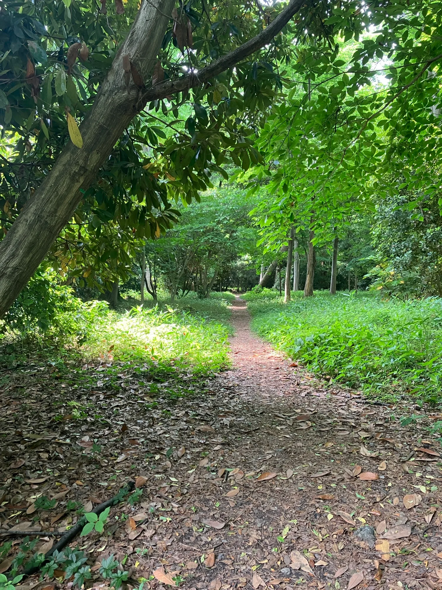 「ただ座る」のためのハーブティー