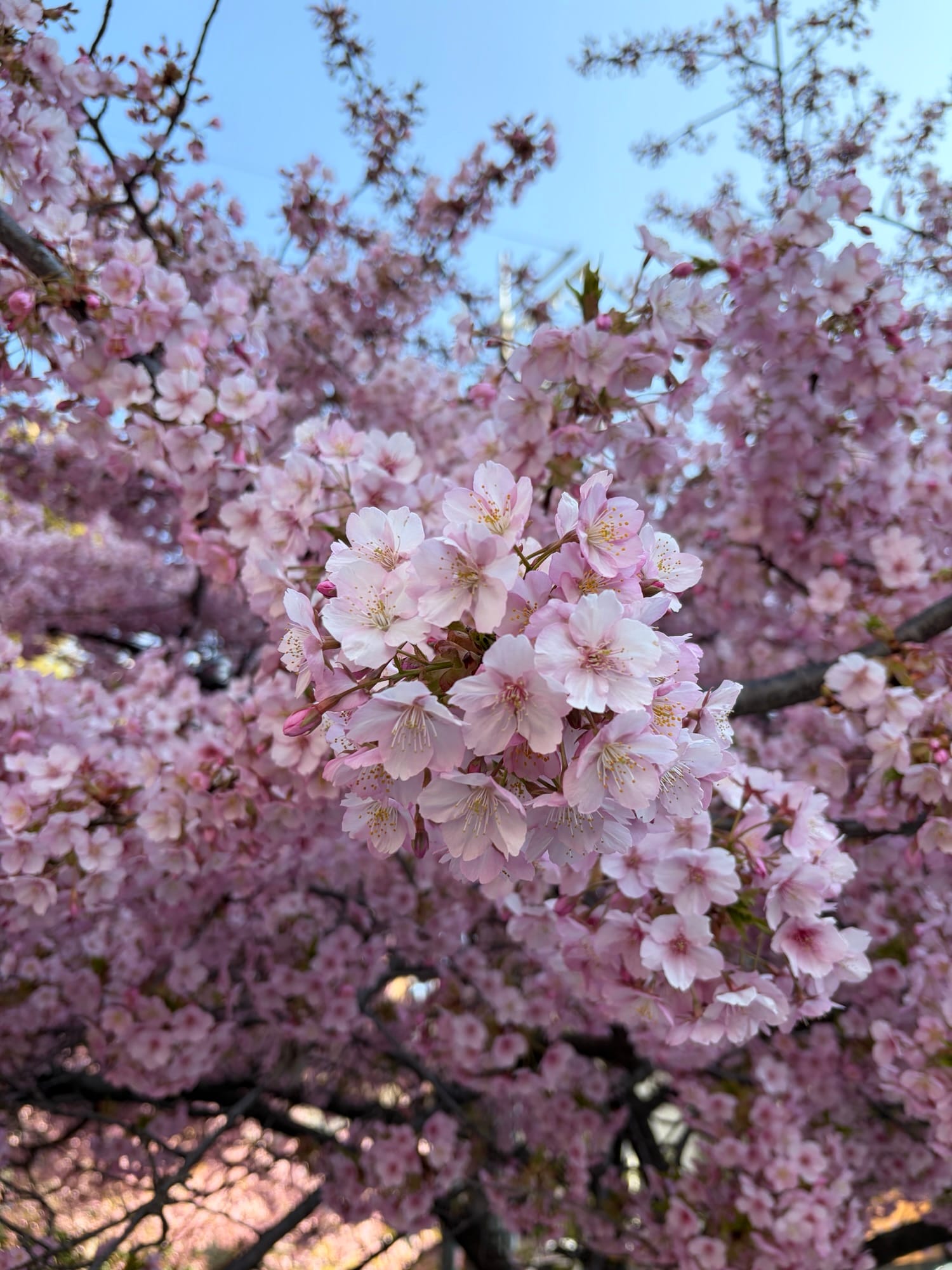漢方医の先祖と自分とハーブティー